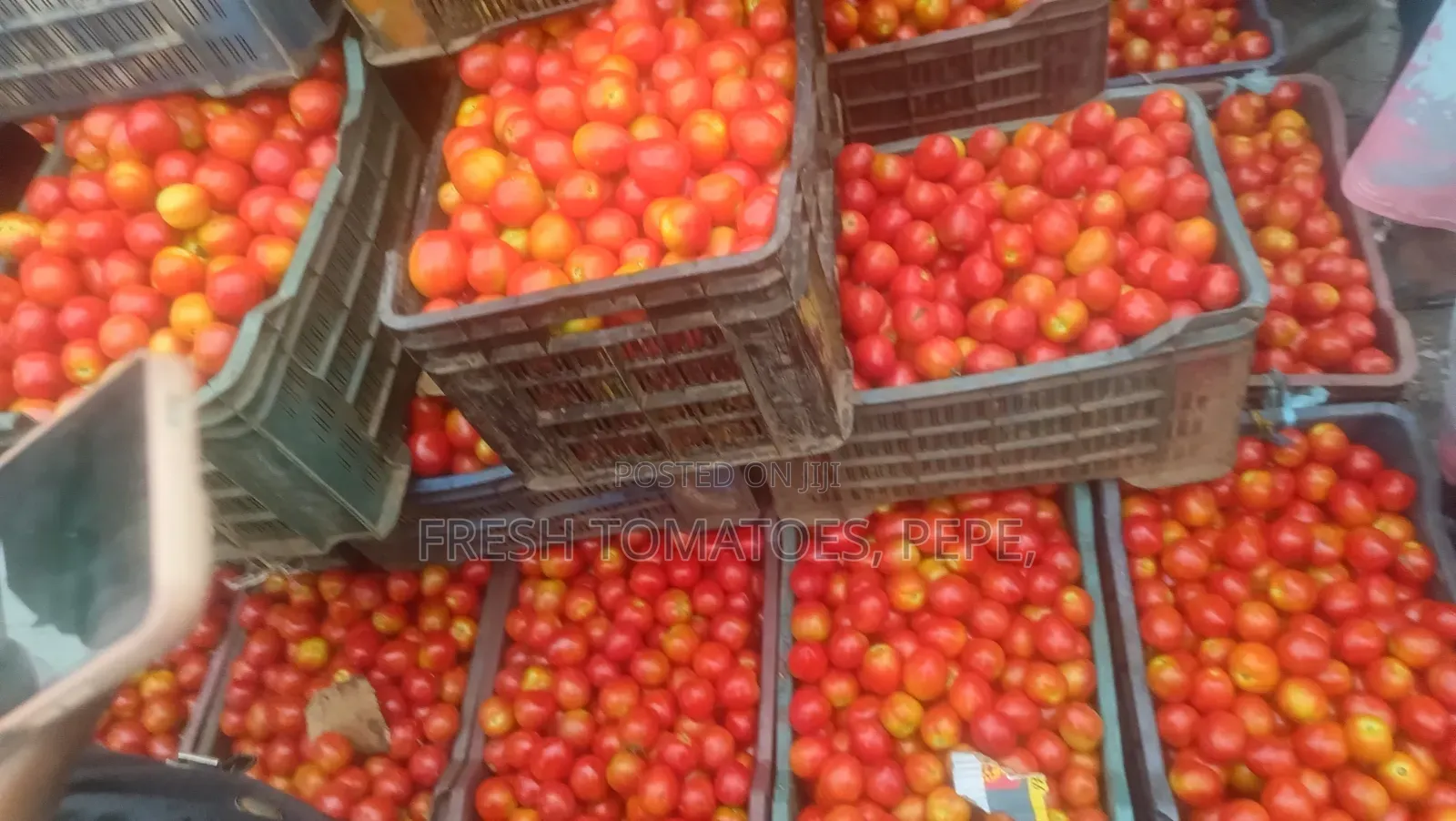 Fresh Tomatoes