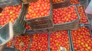 Fresh Tomatoes