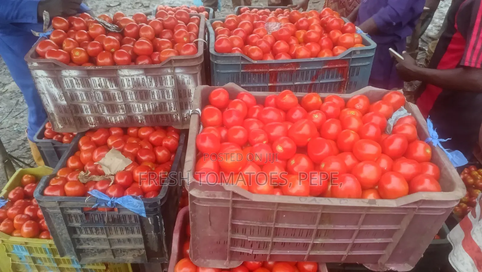 Fresh Tomatoes