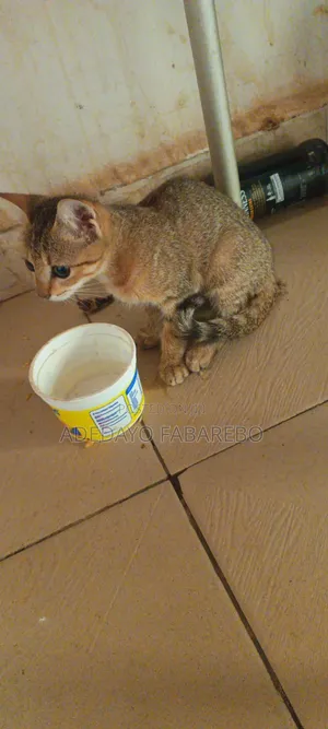 1-3 months Female Purebred Exotic