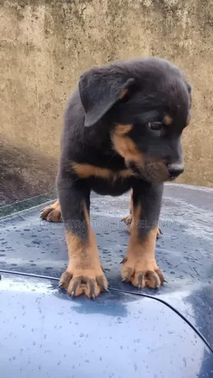 1-3 months Female Purebred Rottweiler