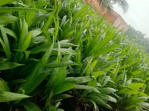 All We Deal With Is the Original Malaysia Supergene Seedlings Try It
