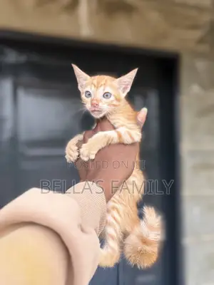 1-3 months Male Purebred American Shorthair