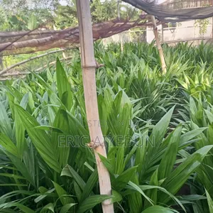 Palm Oil and Seedlings