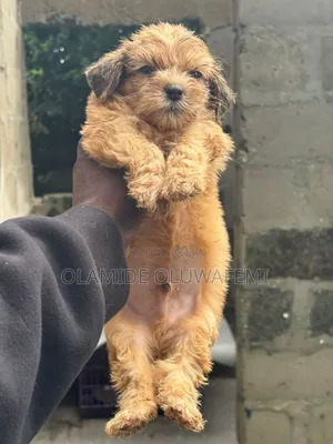1-3 months Male Purebred Lhasa Apso