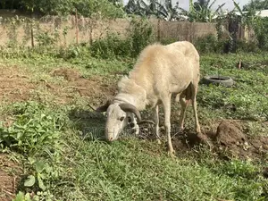 Rams and Goats