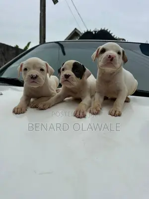 1-3 months Female Purebred American Pit Bull Terrier