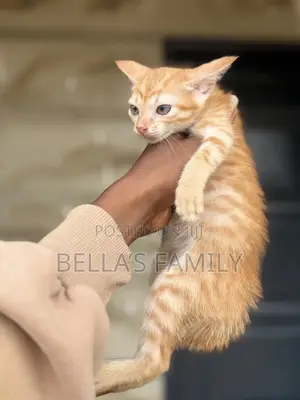 1-3 months Male Purebred American Shorthair