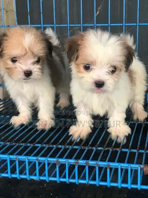 1-3 months Female Purebred Lhasa Apso