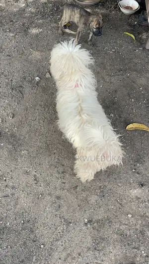6-12 months Male Purebred Lhasa Apso