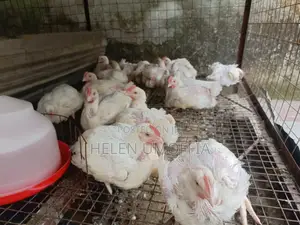 Brioler Chicken