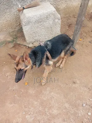 6-12 months Female Purebred German Shepherd