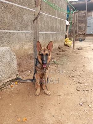 6-12 months Female Purebred German Shepherd