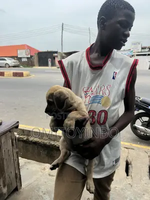 1-3 months Male Purebred Boerboel
