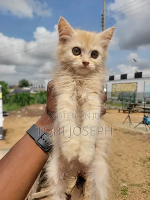 1-3 months Female Purebred Persian