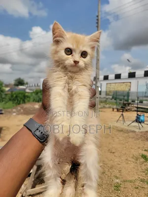 1-3 months Female Purebred Persian