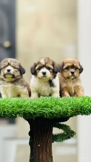 1-3 months Female Purebred Lhasa Apso