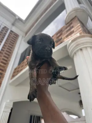 1-3 months Male Purebred Boerboel