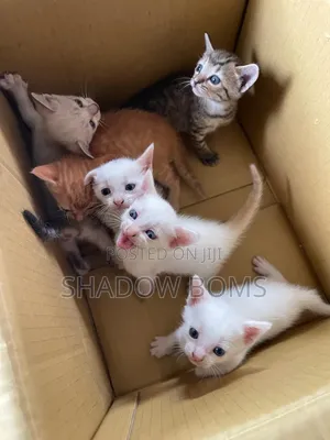 0-1 month Male Purebred American Shorthair