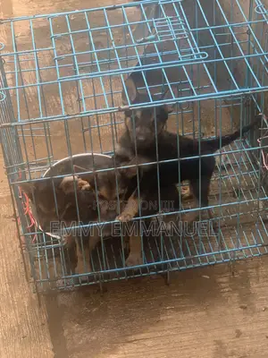 0-1 month Female Mixed Breed German Shepherd