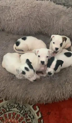 1-3 months Male Purebred Bull Terrier