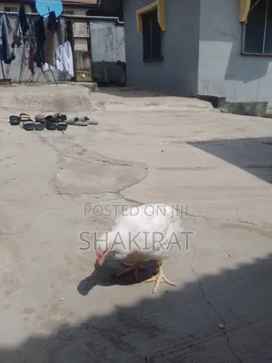 Chicken For Sale