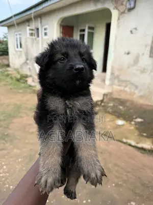 0-1 month Female Purebred German Shepherd