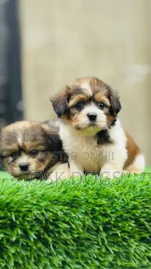 1-3 months Male Purebred Lhasa Apso