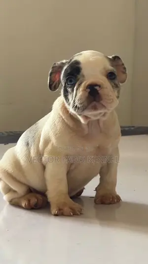1-3 months Female Purebred French Bulldog