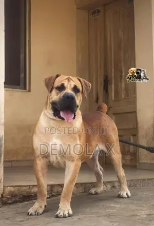 1+ year Male Purebred Boerboel