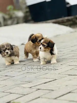 1-3 months Female Purebred Lhasa Apso