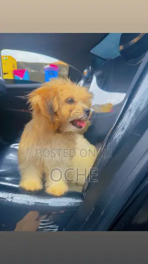 1-3 months Male Purebred Lhasa Apso