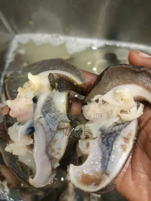 Premium Giant And Jumbo Snails