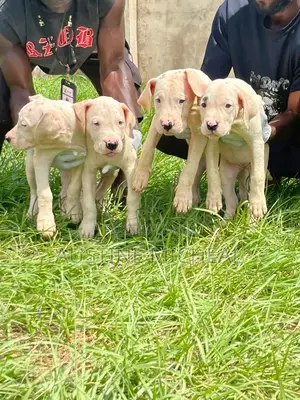 3-6 months Male Purebred Dogo Argentino