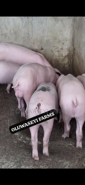 Quality Pigs