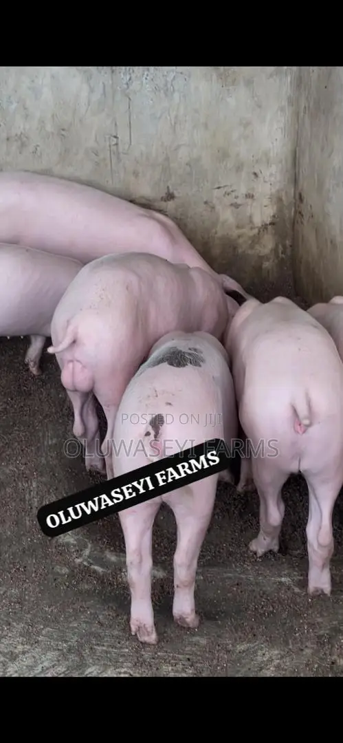 Quality Pigs