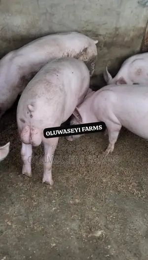 Quality Pigs