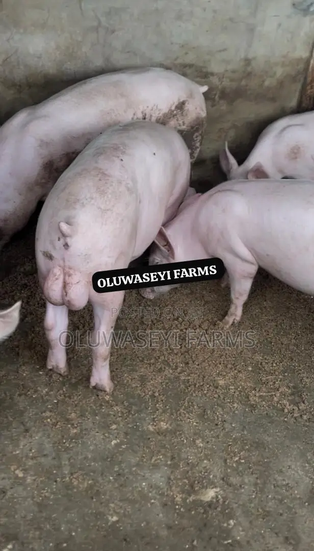 Quality Pigs