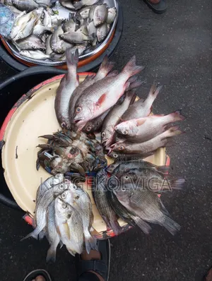 Quality Fresh Fish