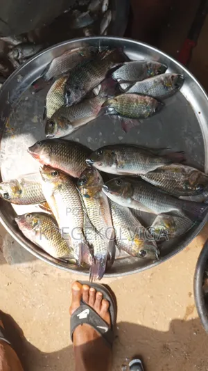 Quality Fresh Fish