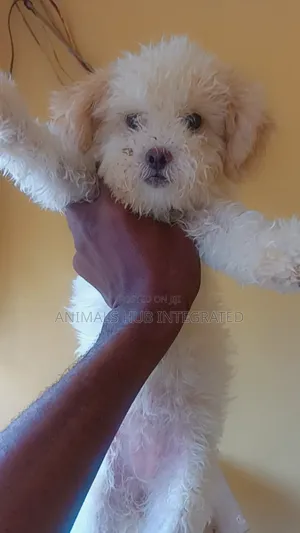 3-6 months Female Purebred Lhasa Apso
