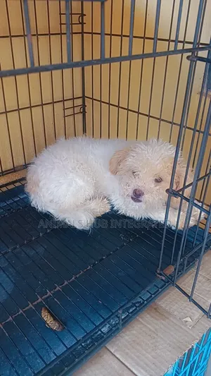 3-6 months Female Purebred Lhasa Apso