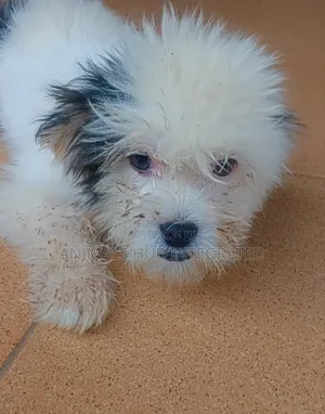 1-3 months Male Purebred Lhasa Apso