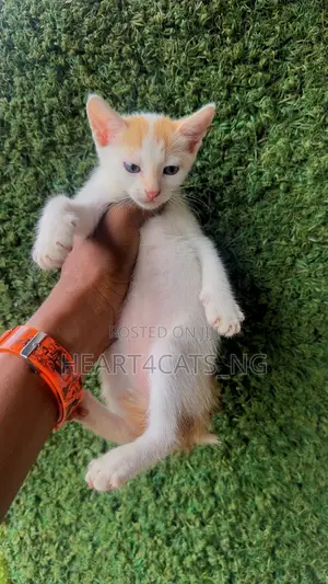 1-3 months Male Purebred American Shorthair