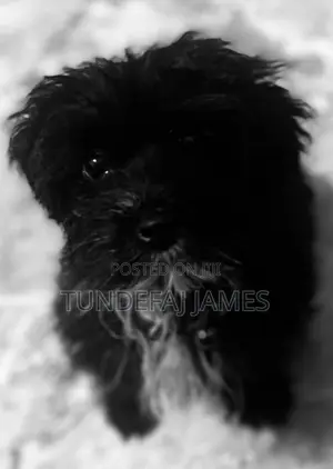 1+ year Male Purebred Lhasa Apso