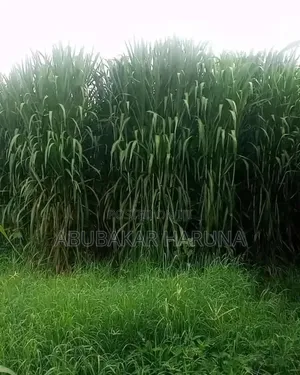 Juncoa Grass Cuttings