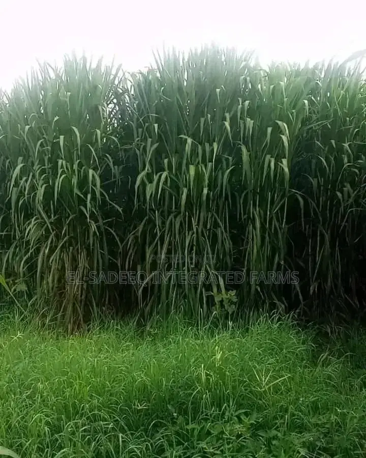 Juncoa Grass Cuttings