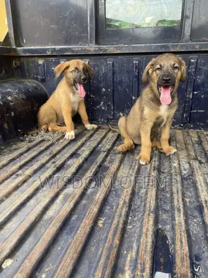 1-3 months Male Mixed Breed German Shepherd