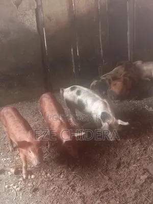 Pigs Weaners And Growers