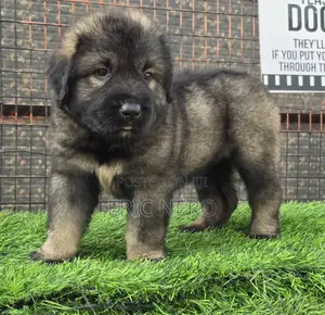 1-3 months Female Purebred Caucasian Shepherd